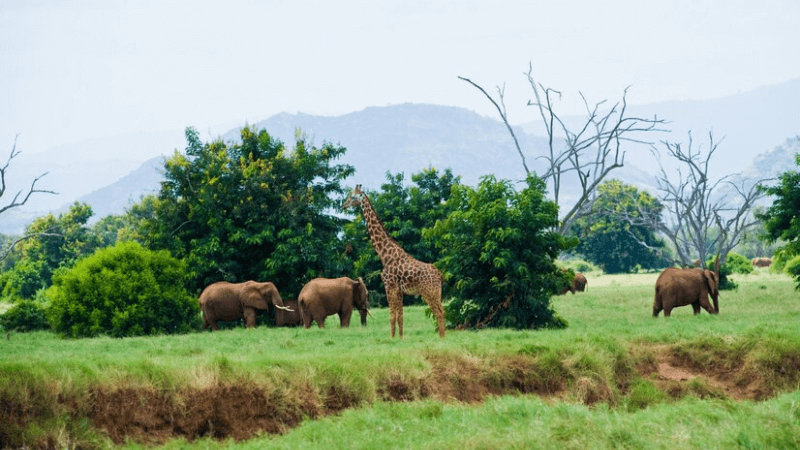 Kanha National Park